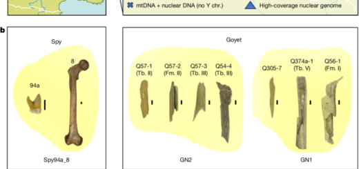Genetic diversity of late Neanderthals in northwestern Europe