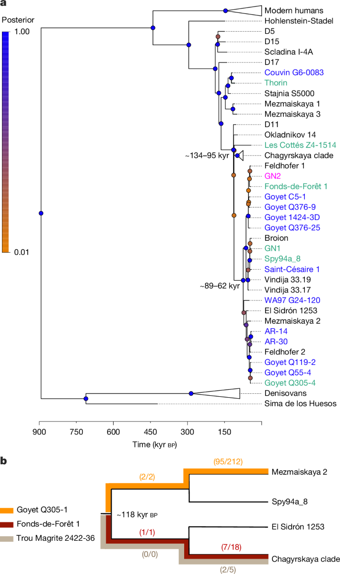 Fig. 2: Phylogenies of uniparental markers.