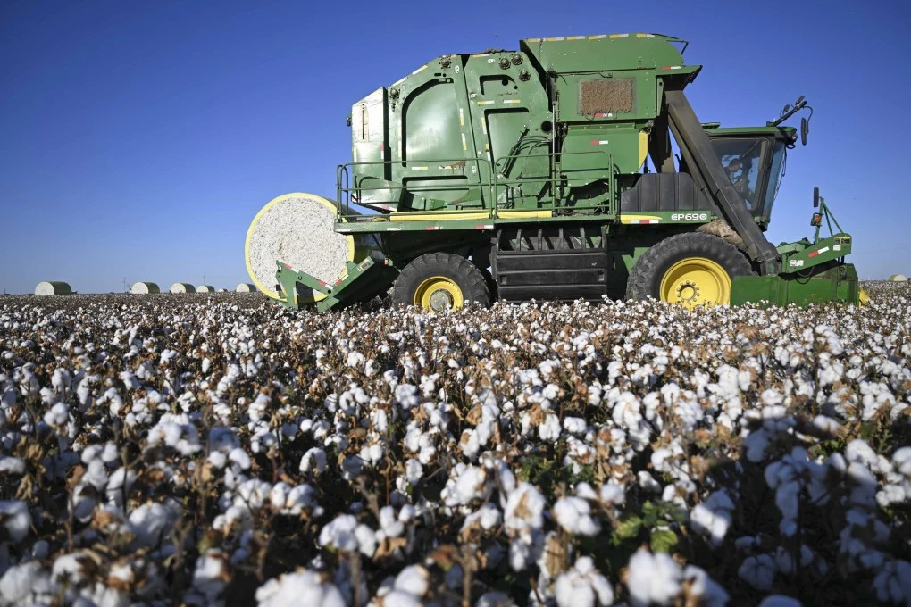 A team led by scientists from the Chinese Academy of Sciences’ Xinjiang Institute of Ecology and Geography say they genetically modified cotton for resistance to “cotton cancer”. Photo: Xinhua