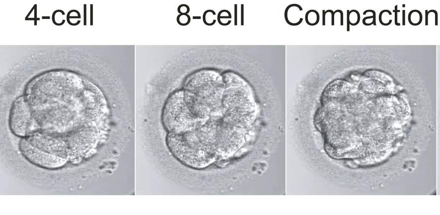 Development of human embryos in first week after fertilisation