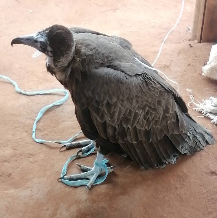 A juvenile hooded vulture for sale at a market in Benin. Image by Abiola Sylvestre Chaffra.