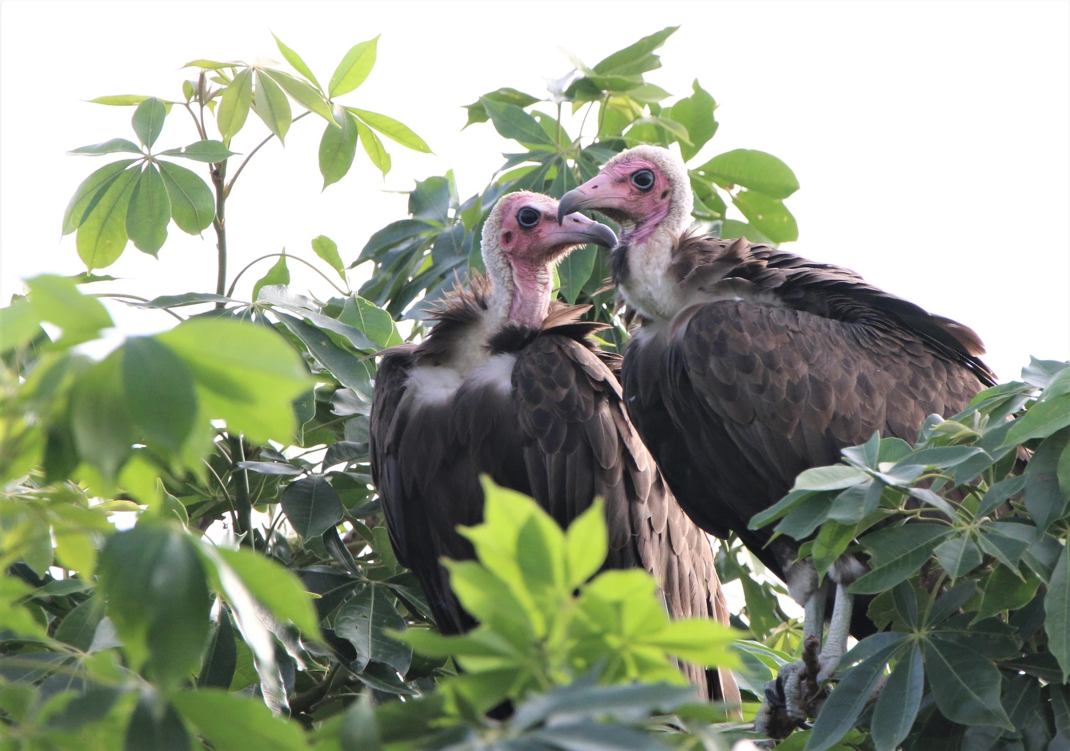 Demand for vultures in West Africa threatens Central African populations