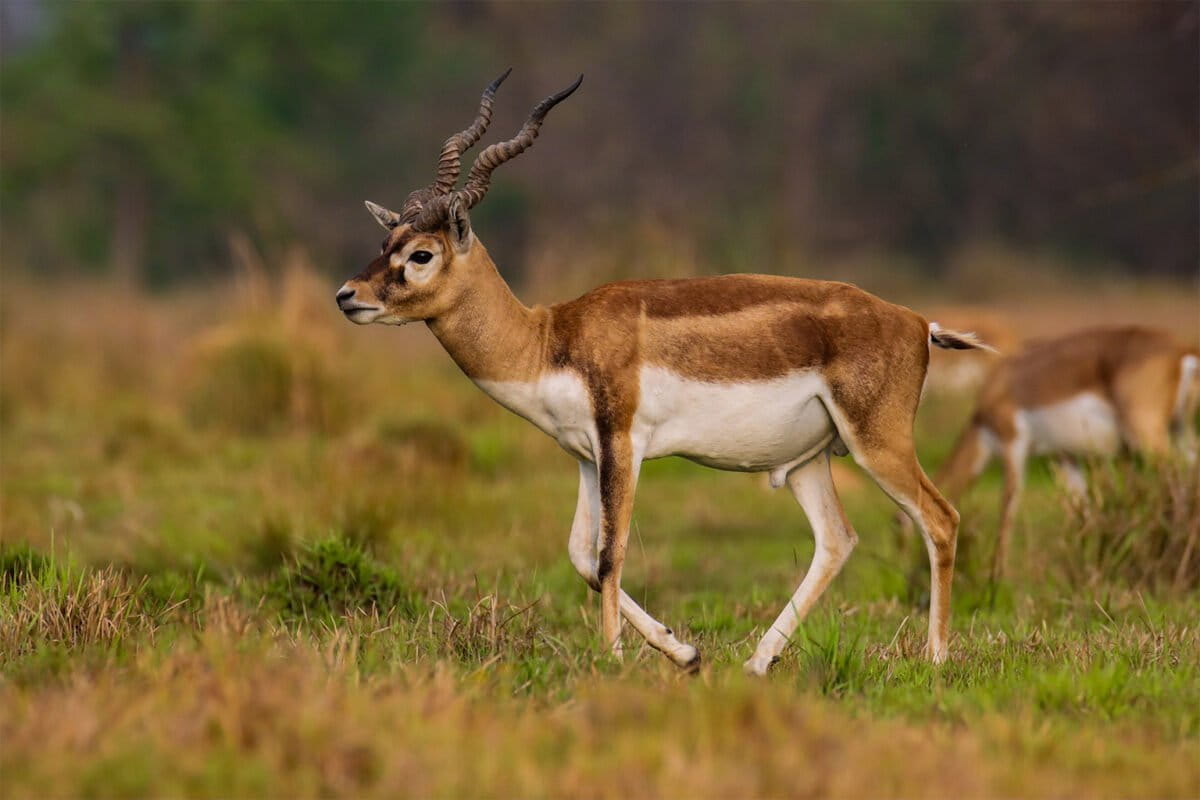 Conservationists wary of Nepal’s plan to relocate blackbucks