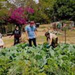 Staré mayské poznatky pomáhajú farmárom v Guatemale obmedziť agrochemikálie Staré mayské poznatky pomáhajú farmárom v Guatemale obmedziť agrochemikálie