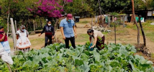 Staré mayské poznatky pomáhajú farmárom v Guatemale obmedziť agrochemikálie