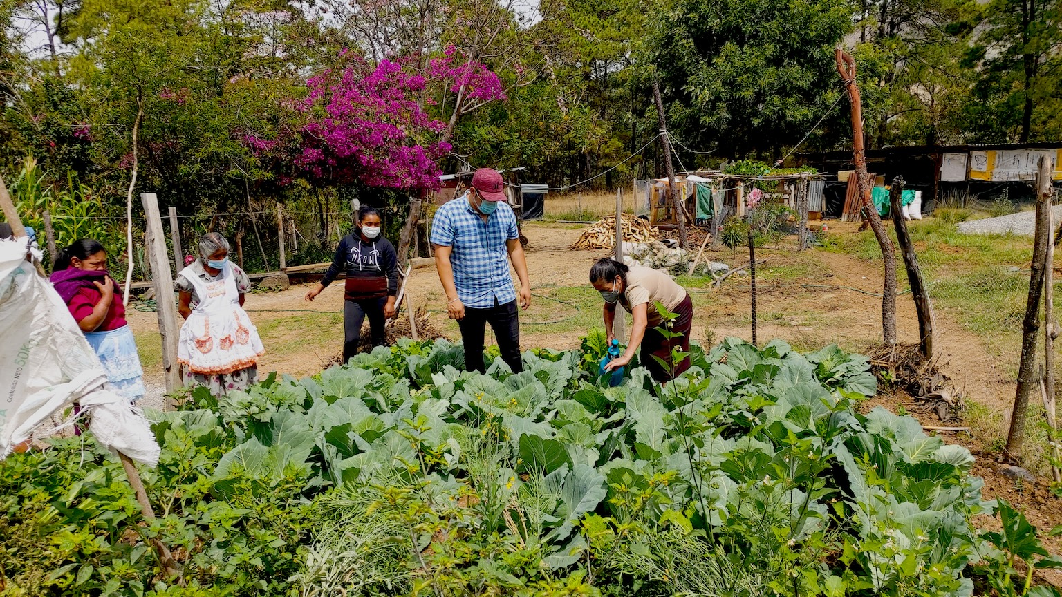 Ancient Maya knowledge helps Guatemalan farmers cut agrochemical use