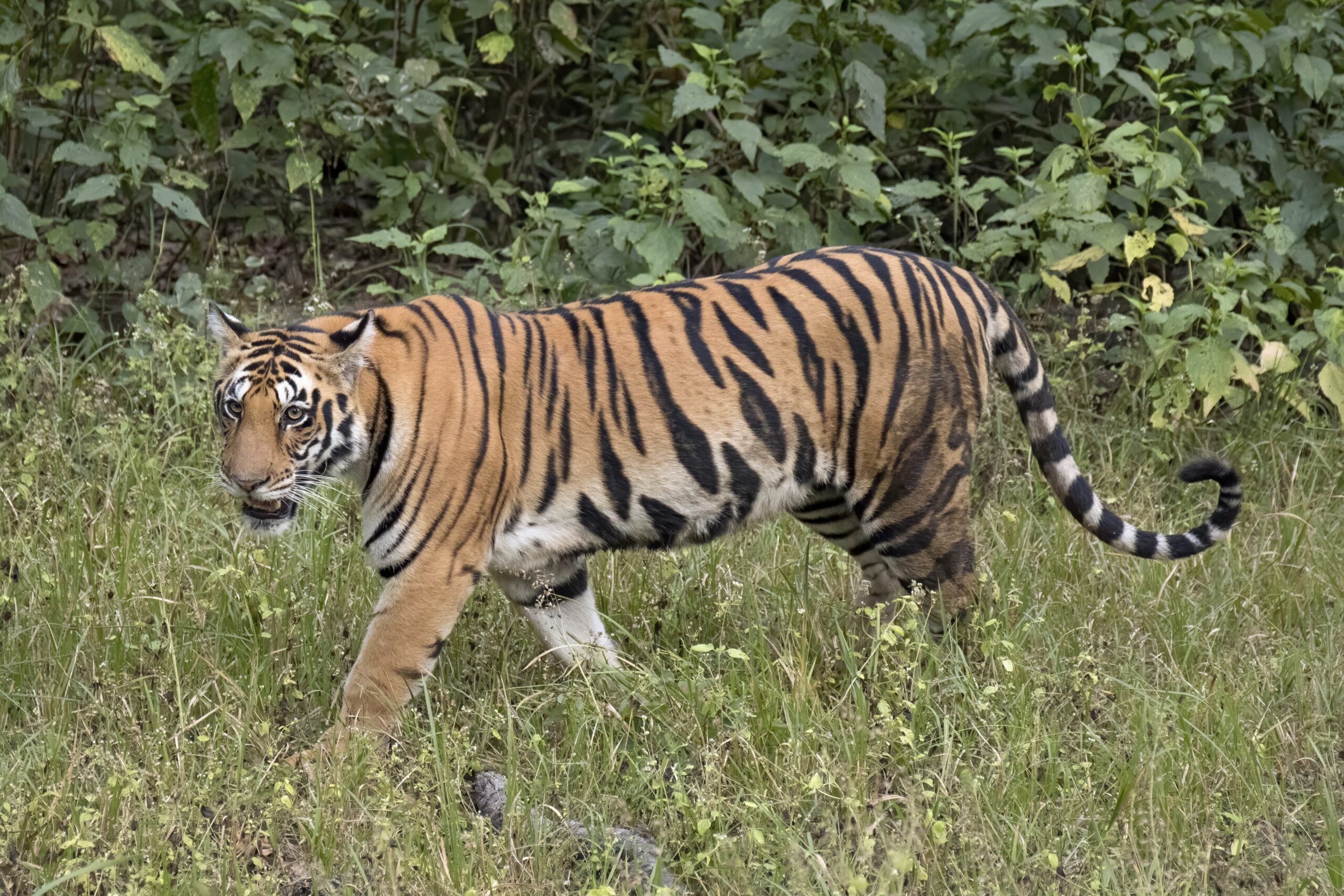 A Bengal tiger (Panthera tigris tigris) in India. Image by Charles J. Sharp via Wikimedia Commons (CC BY-SA 4.0).