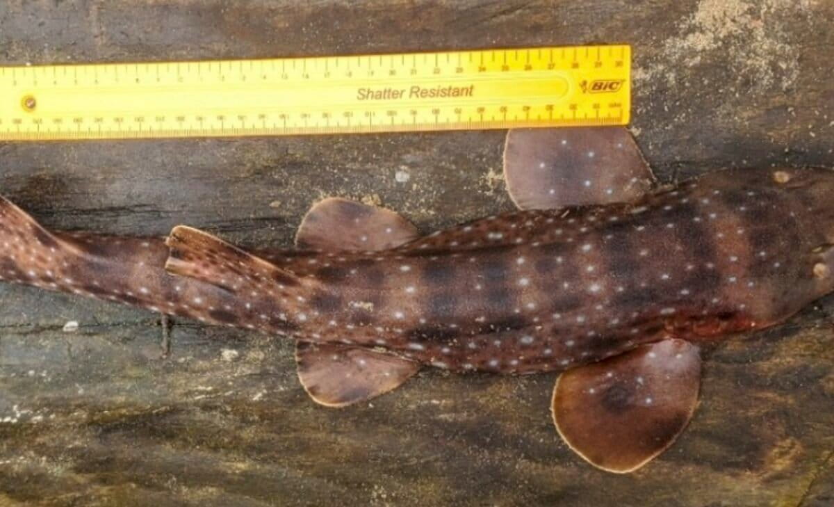 New records of ‘lost’ bamboo shark confirmed in Madagascar