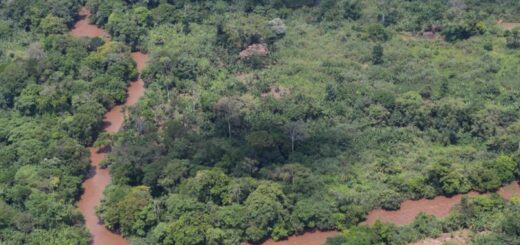 Potomkovia vysídlených rodín dnes chránia les pri Maiko National Park v Konžskej demokratickej republike