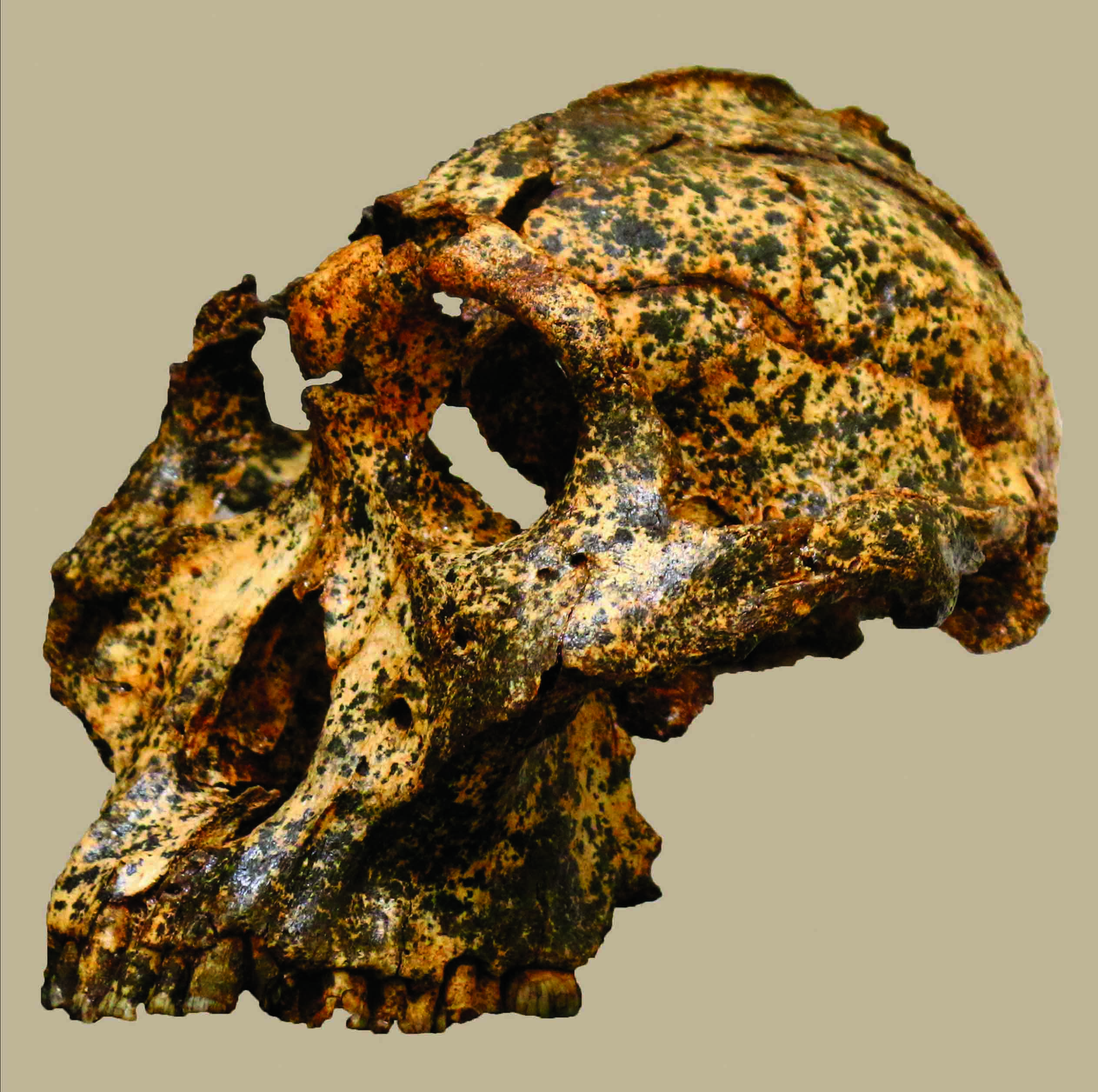 Traces of Homo erectus Fire Use Dated to 1.8 Million Years Ago