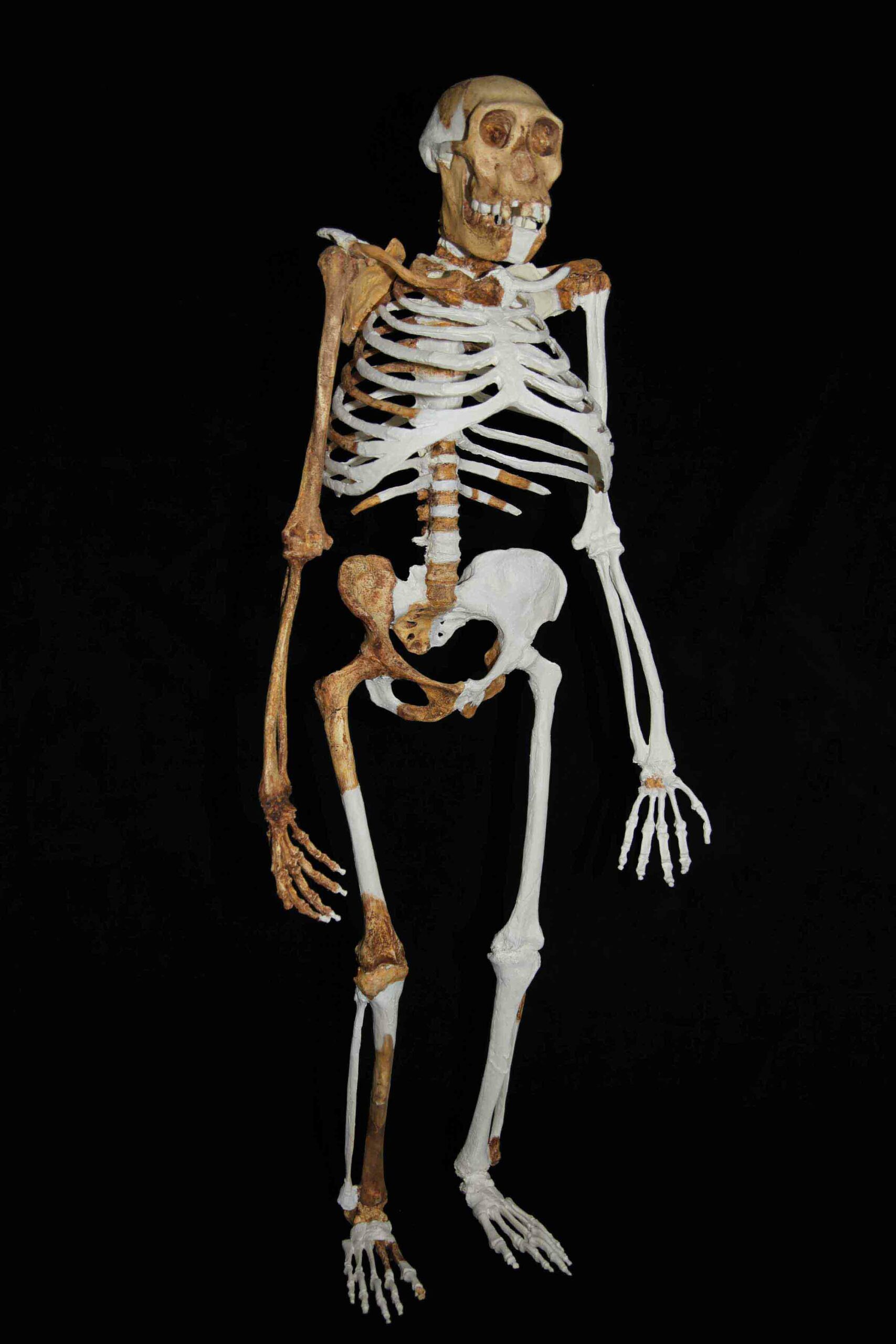 Traces of Homo erectus Fire Use Dated to 1.8 Million Years Ago