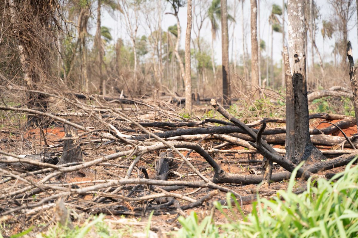 Burnt trees.