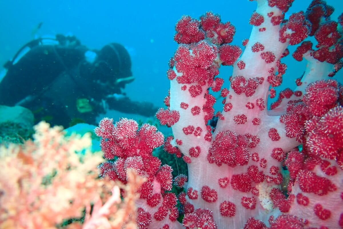 ‘Slumping’ afflicted soft corals around a South Korean island in 2024. Will it return this year?