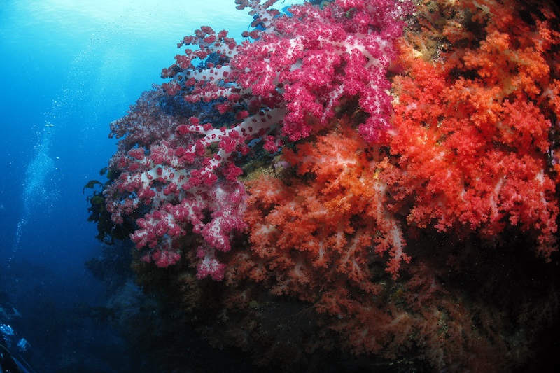 Soft coral at South Korea's Jeju Island