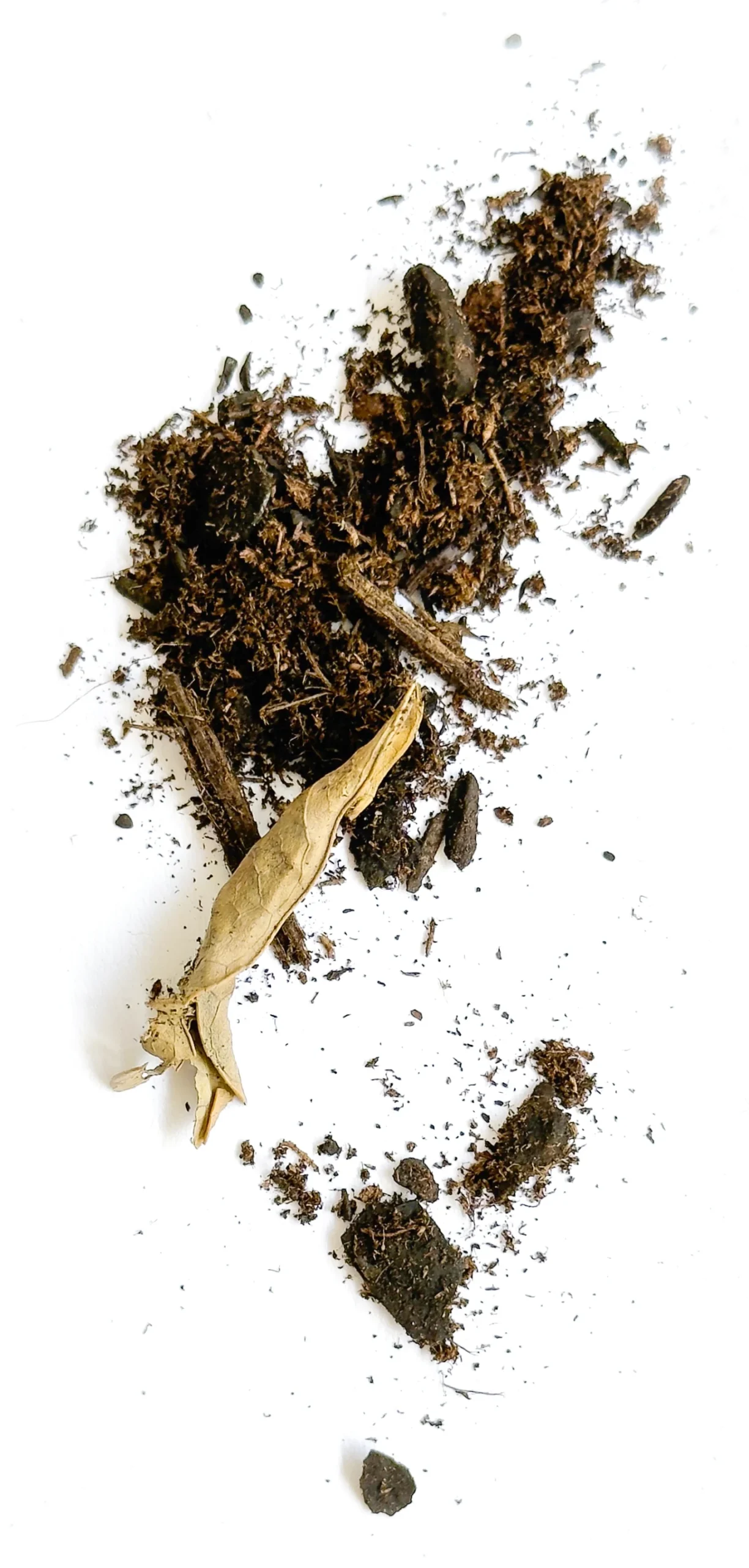 The Dirt That Refused To Die