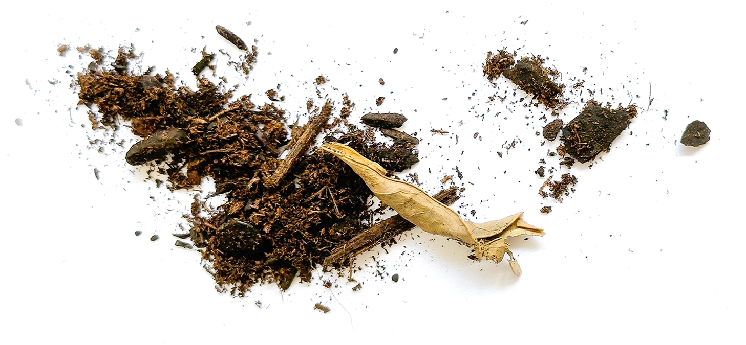 The Dirt That Refused To Die