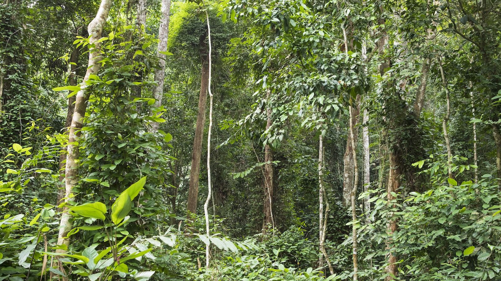 Dense rainforest with hanging vines