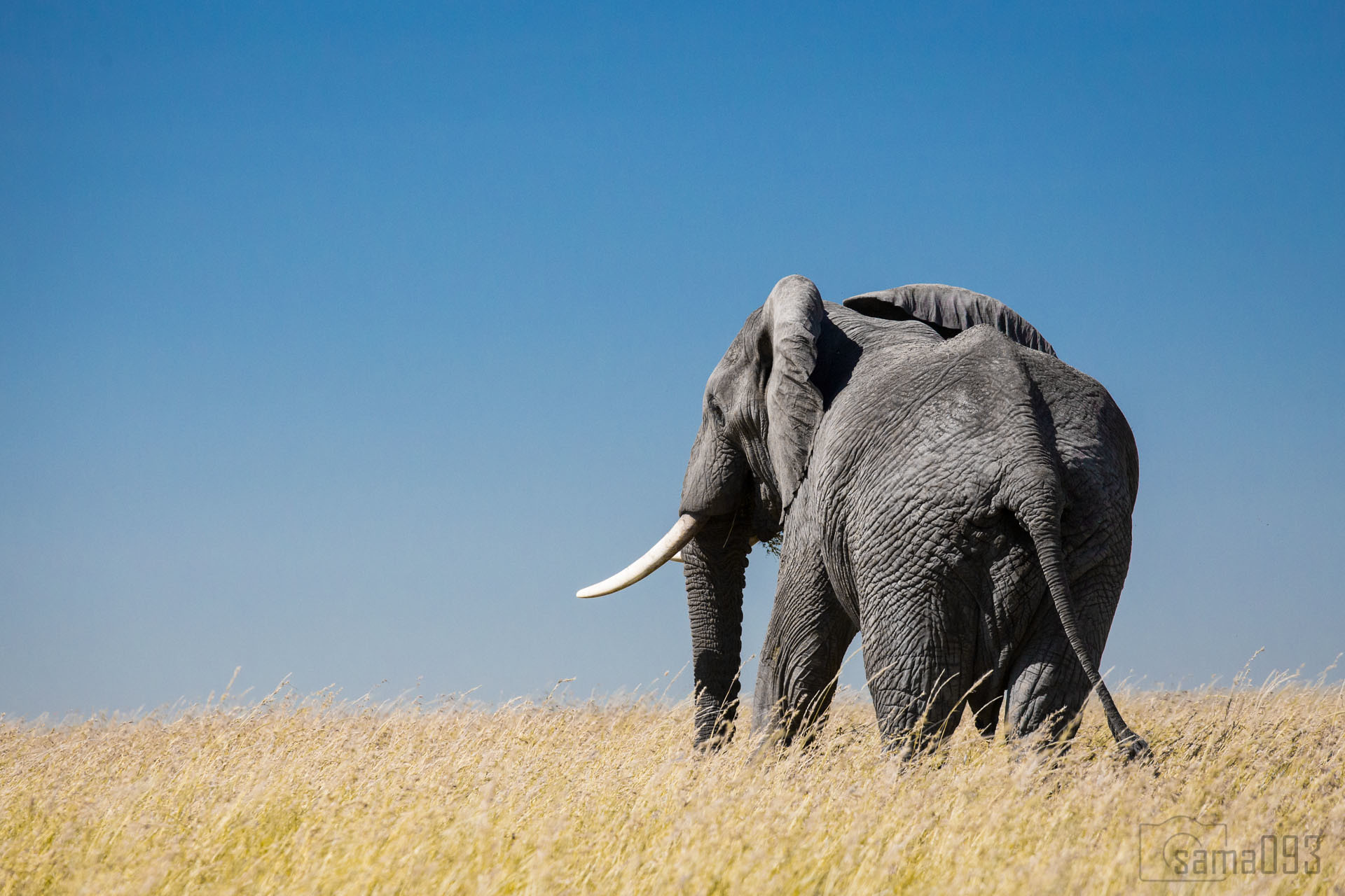 Huge ivory bust raises questions about follow-up investigations in Tanzania