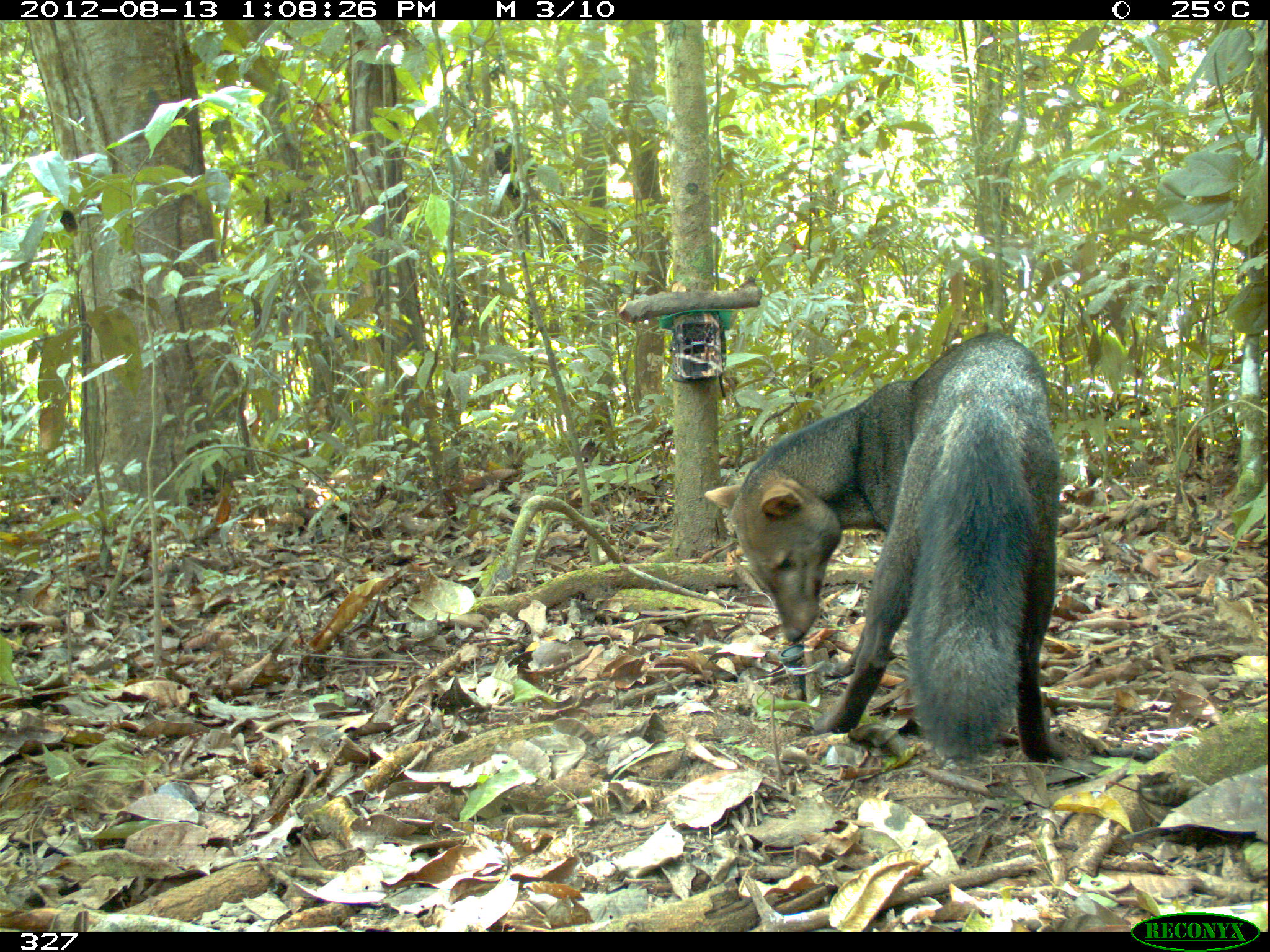 The ‘ghost dog’ of the Amazon reveals the value of intact forests
