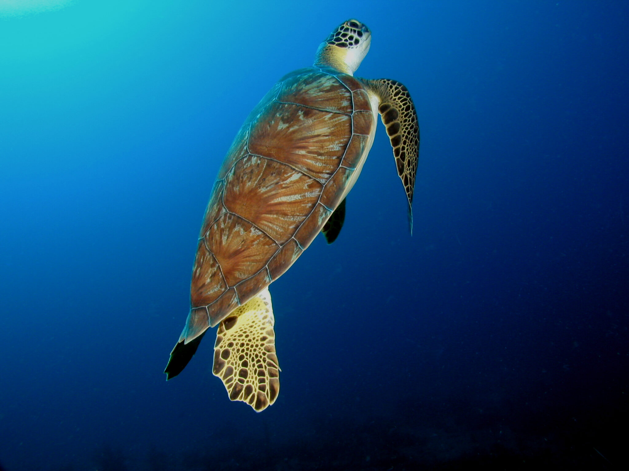 Turtles May Migrate Using Earth’s Magnetic Field