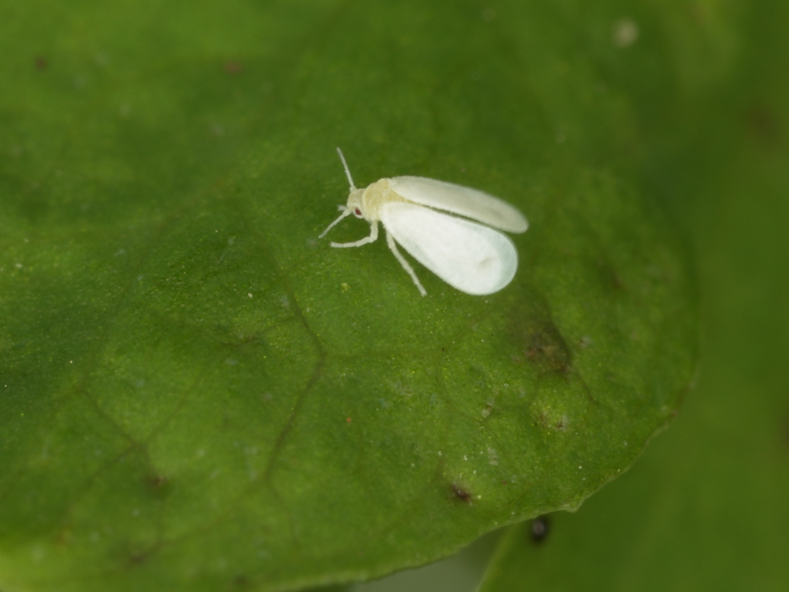Ancient Maya knowledge helps Guatemalan farmers cut agrochemical use