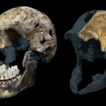 Analýza zubov Homo naledi naznačuje nečakaný obraz: všetky známe kostry z juhoafrickej jaskyne môžu patriť samiciam