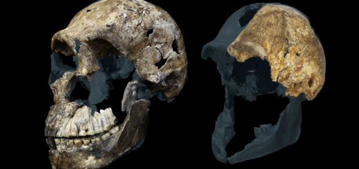 Analýza zubov Homo naledi naznačuje nečakaný obraz: všetky známe kostry z juhoafrickej jaskyne môžu patriť samiciam
