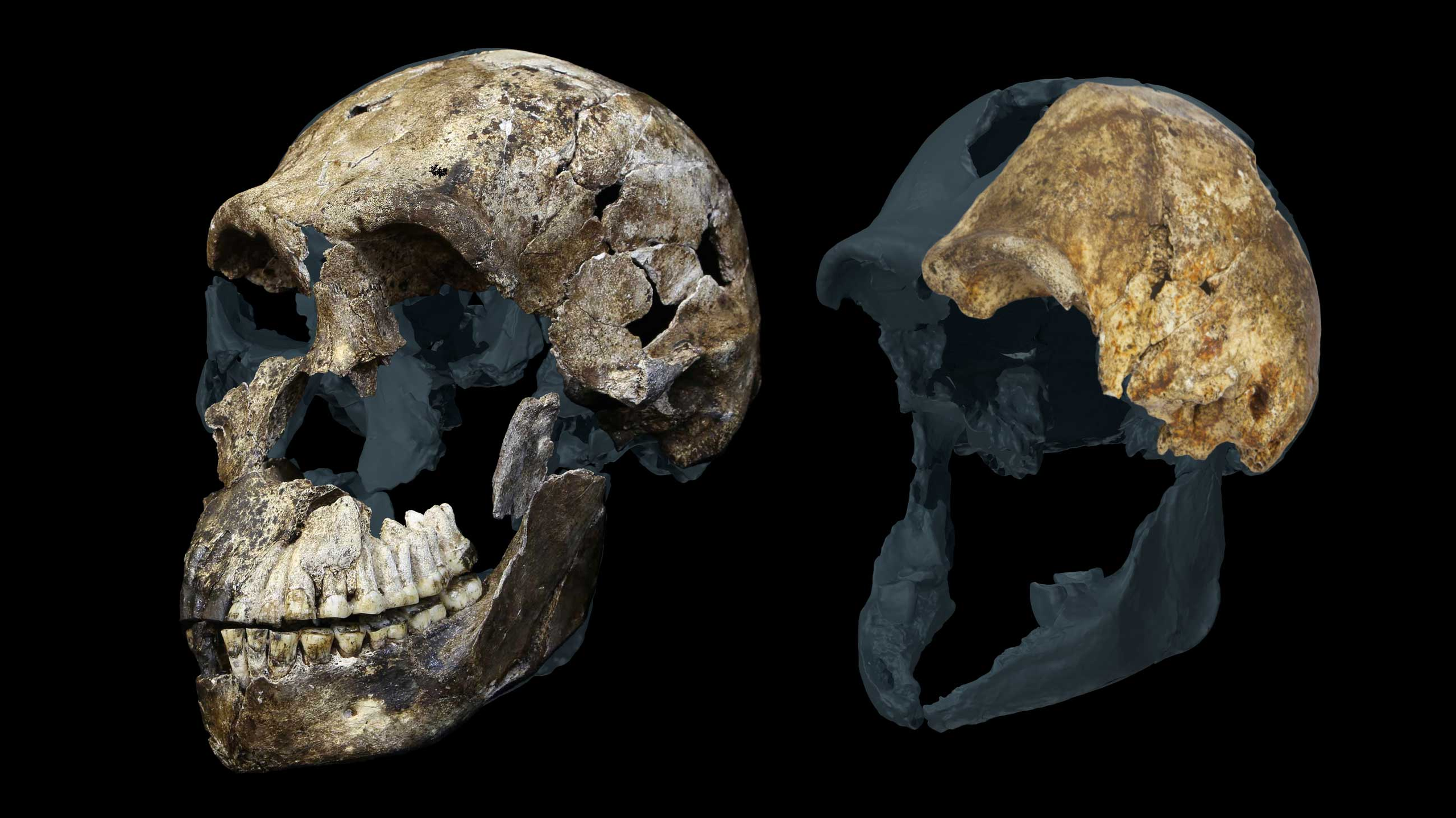 'A weird result from an already weird hominin': Archaeologists discover all Homo naledi skeletons found in South African cave are female