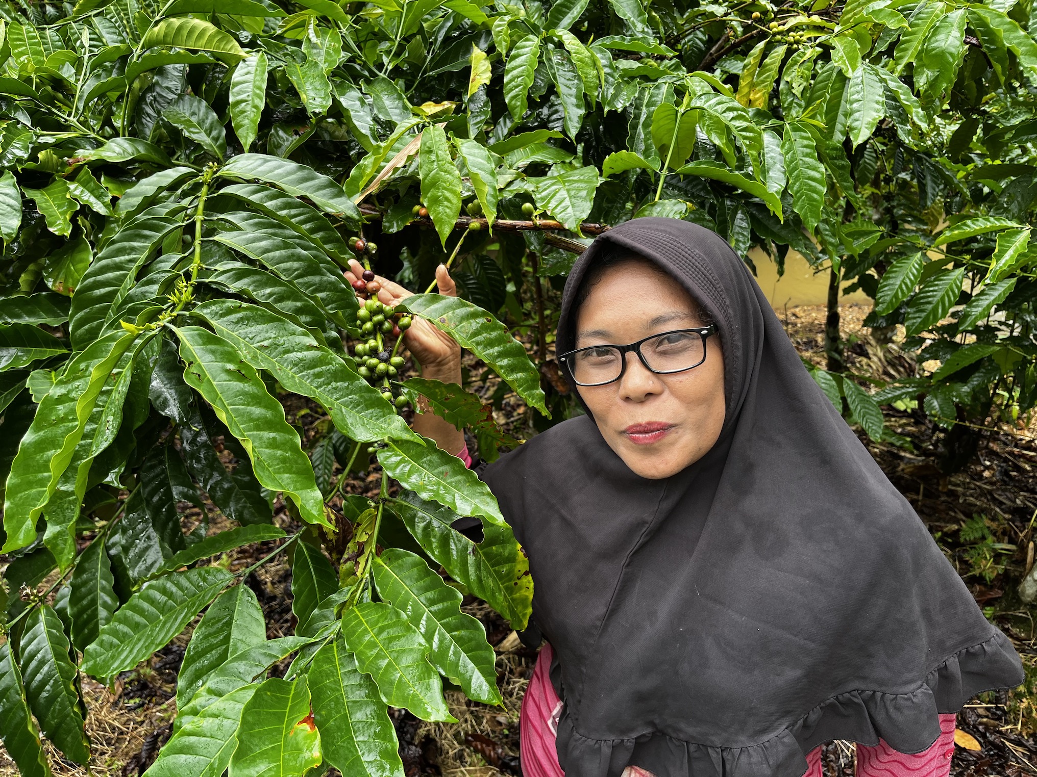 In Sumatra, social forestry links conservation with livelihoods