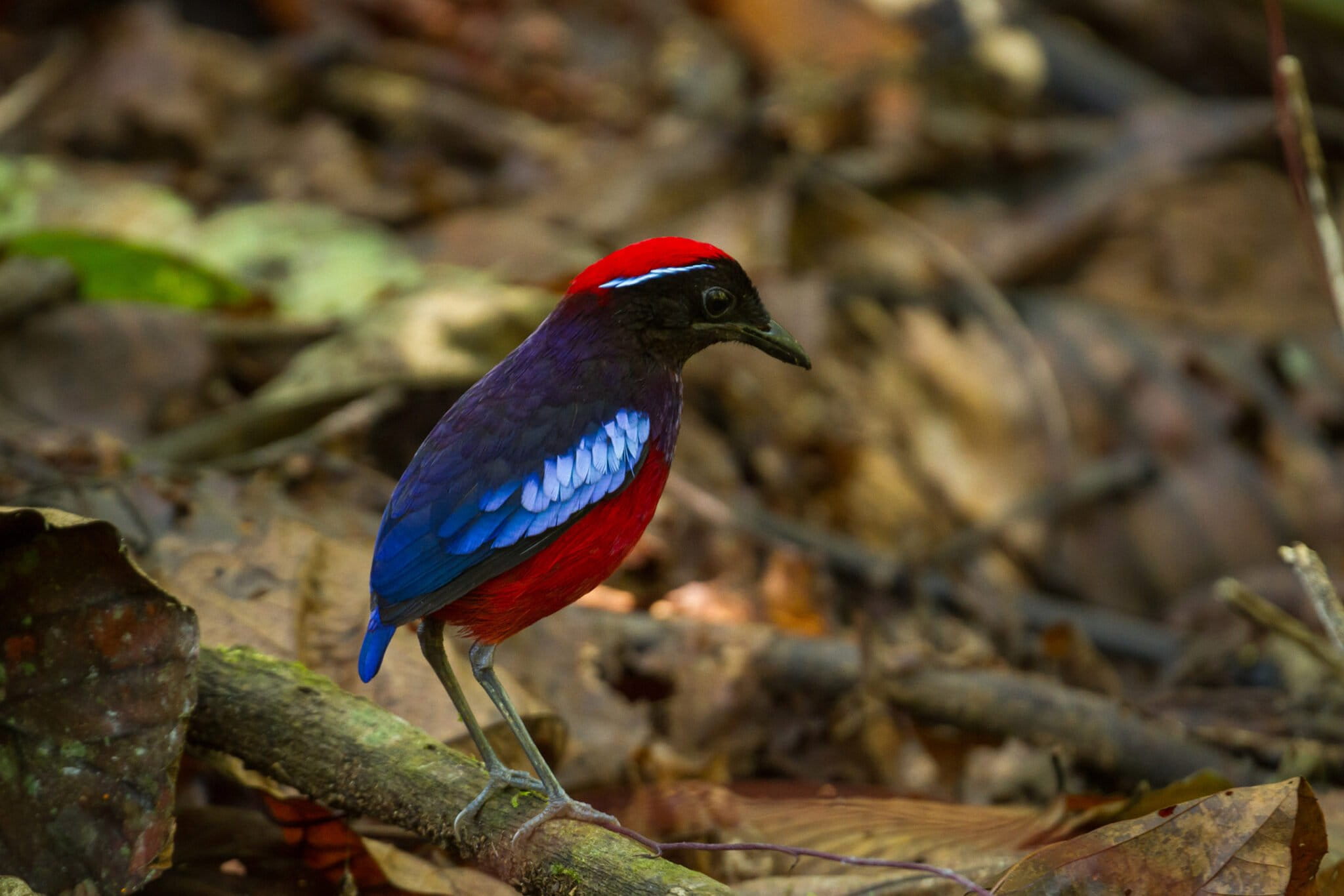 Garnet Pitta. Photo by Hanyrol