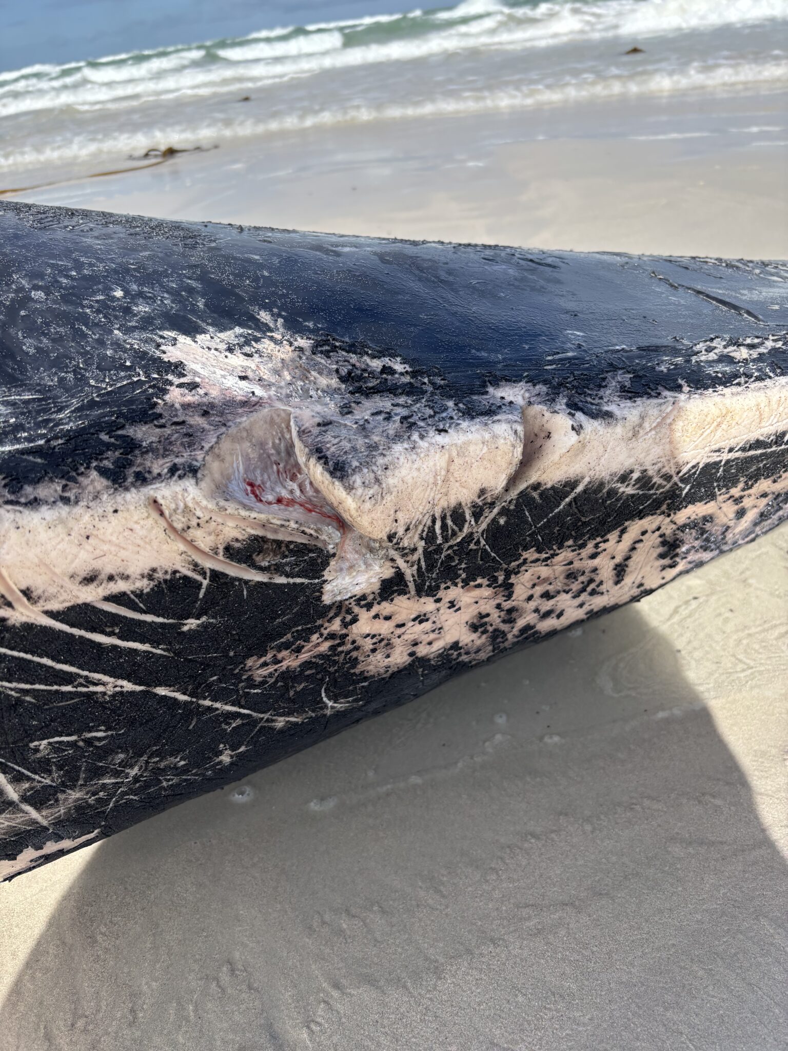 A Bryde’s whale carcass washed up at Dyer Island in April this year with propeller wounds, suggesting the cause of death was a vessel strike. Image courtesy of Loraine Shuttleworth/Dyer Island Conservation Trust.