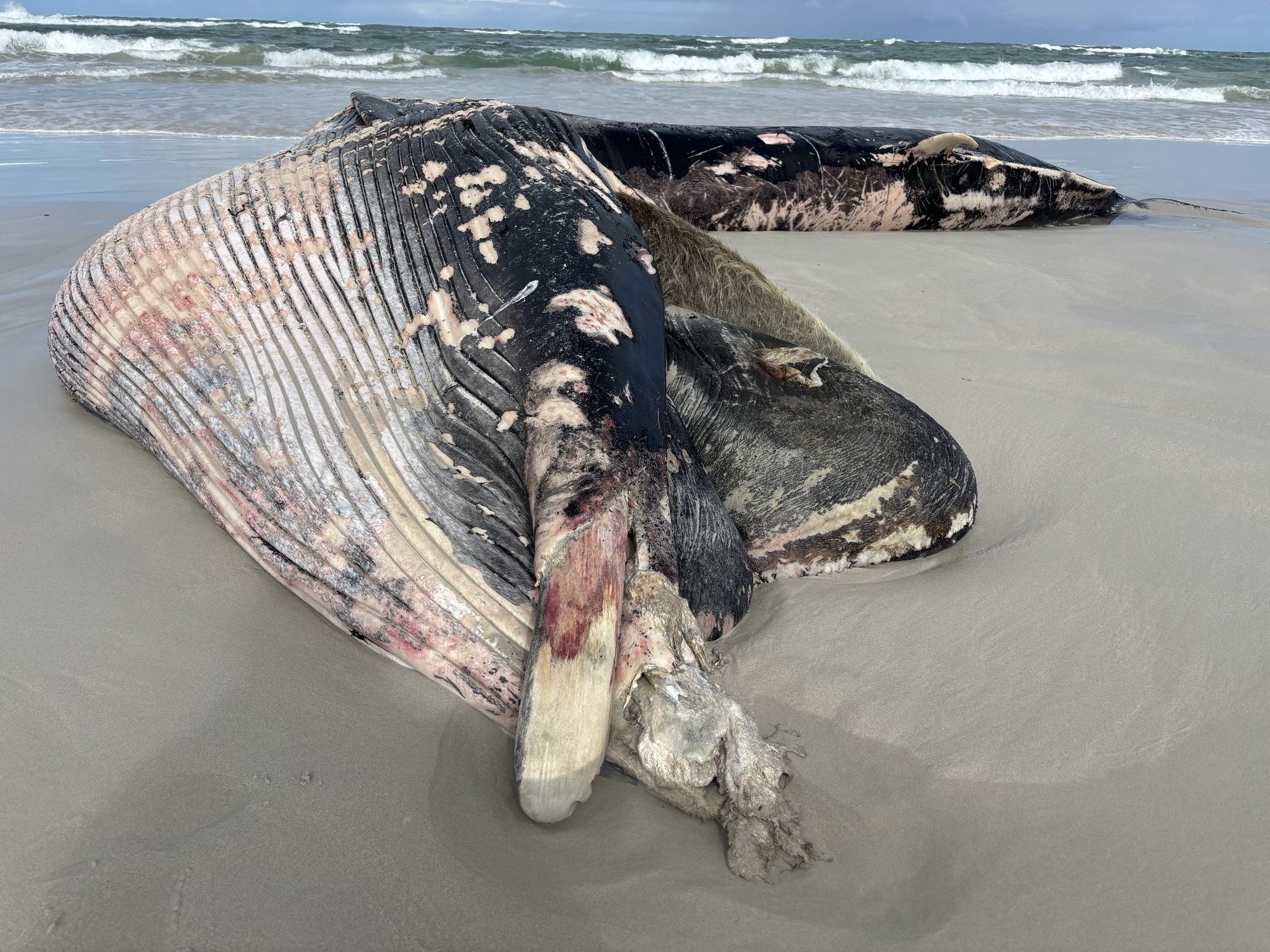 Whale strike risk rises as international shipping reroutes around South Africa