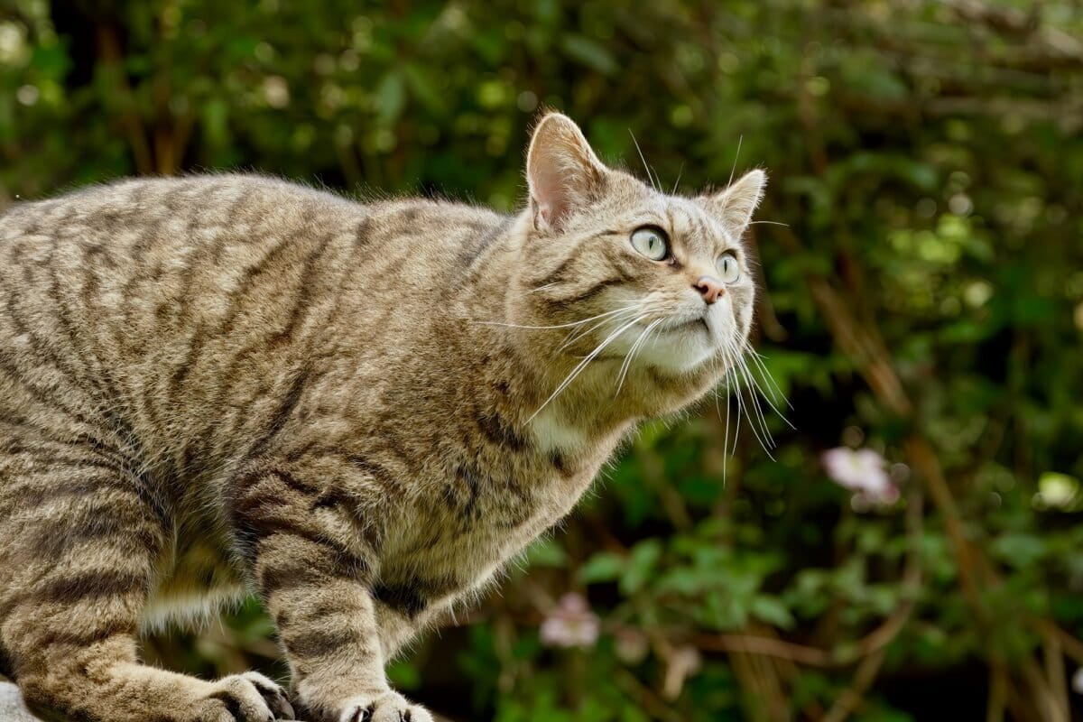 The European wildcat is back. In some places.