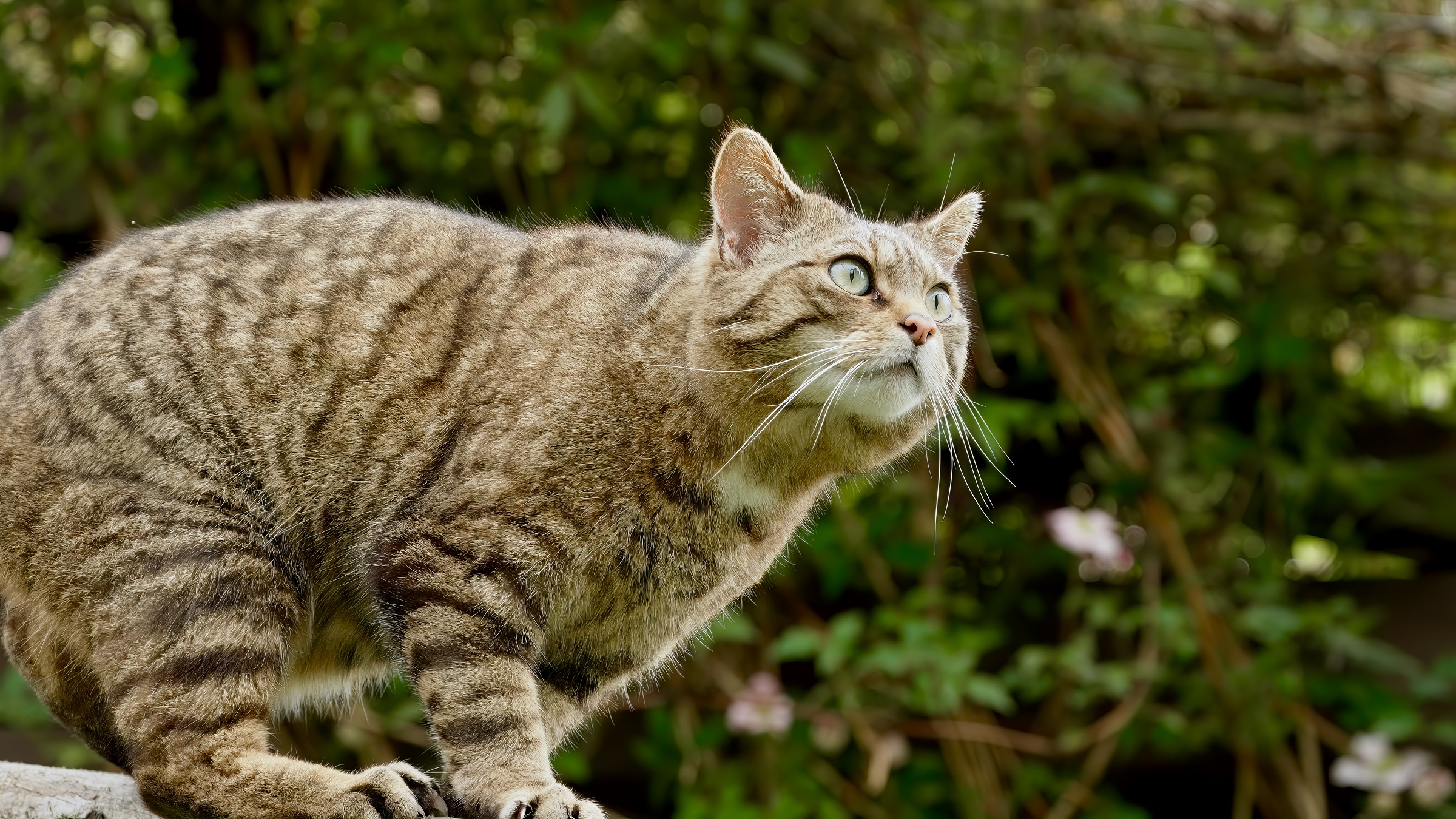 The European wildcat is back. In some places.