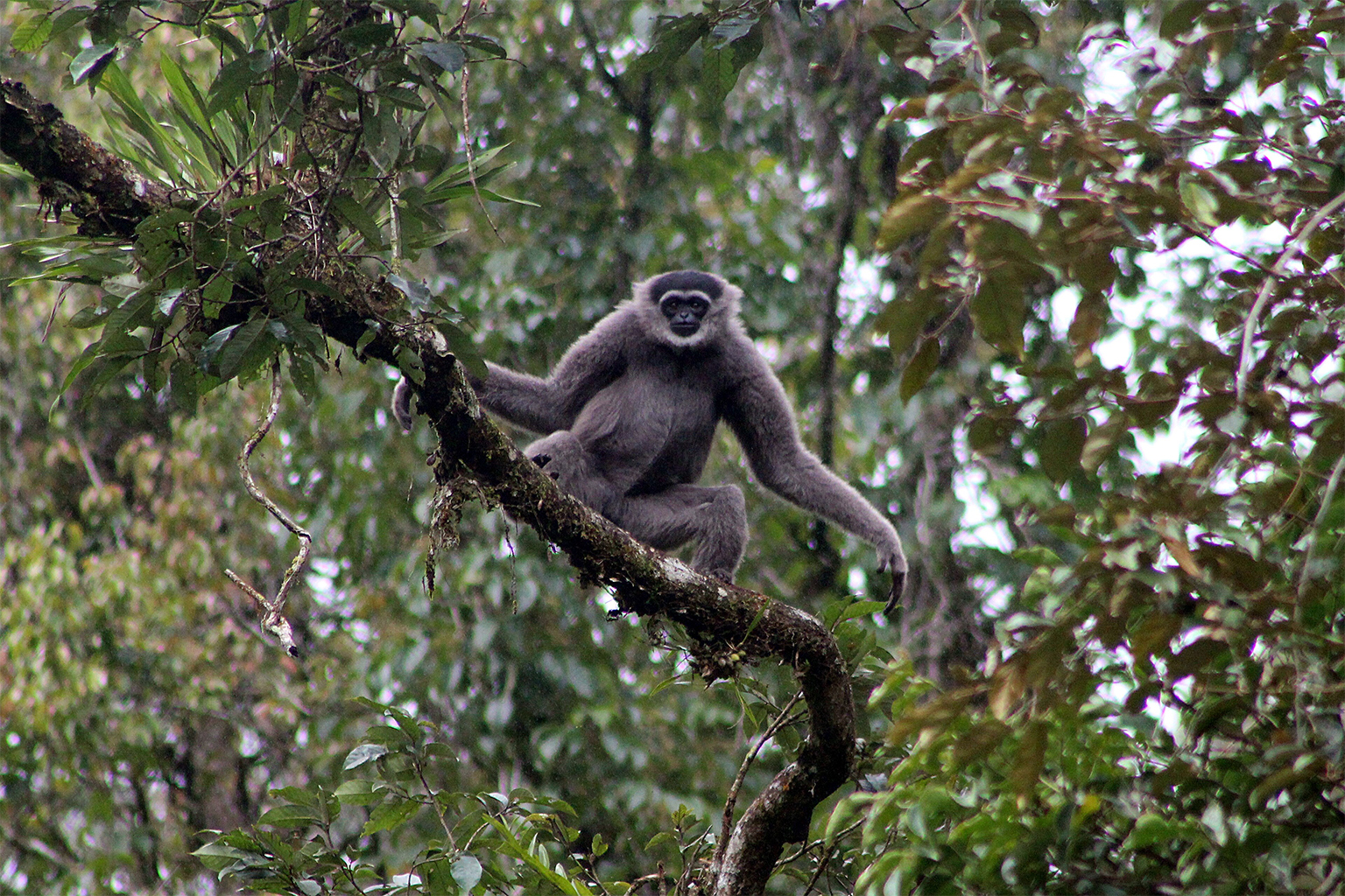 A Java’s silvery gibbon (Hylobates moloch). Image by A.Baihaqi via Wikimedia Commons (CC BY-SA 4.0).