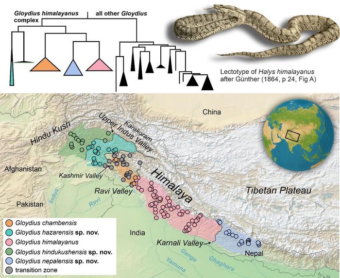 Museum DNA unmasks new Himalayan pit vipers, study says