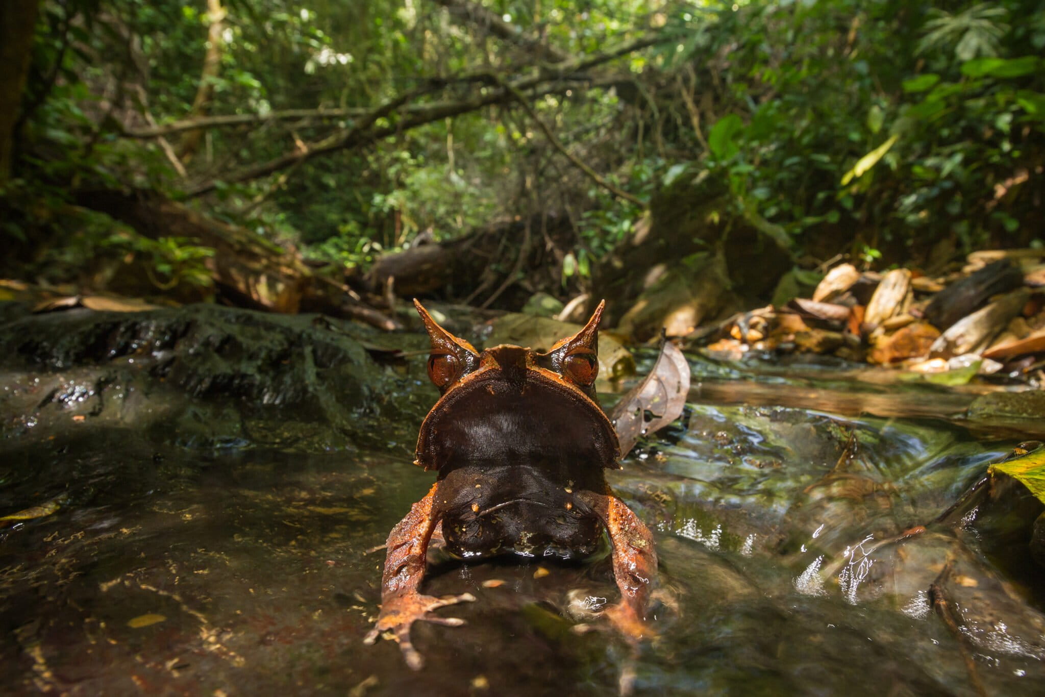 Borneo Horned Frog. Photo by Hanyrol