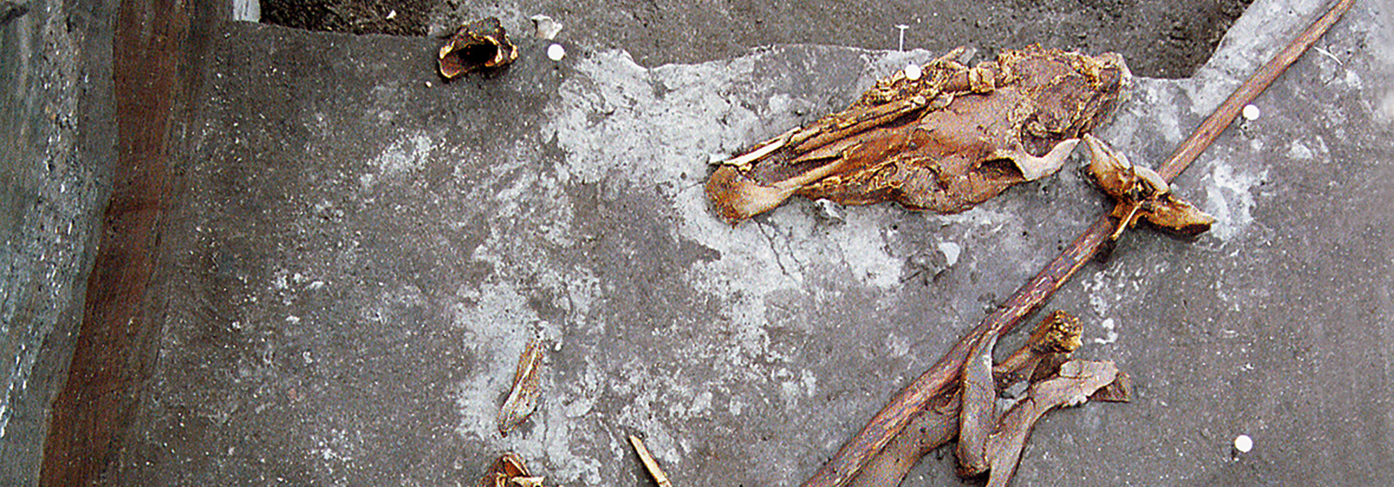Ancient Yeasts Identified on Ötzi the Iceman