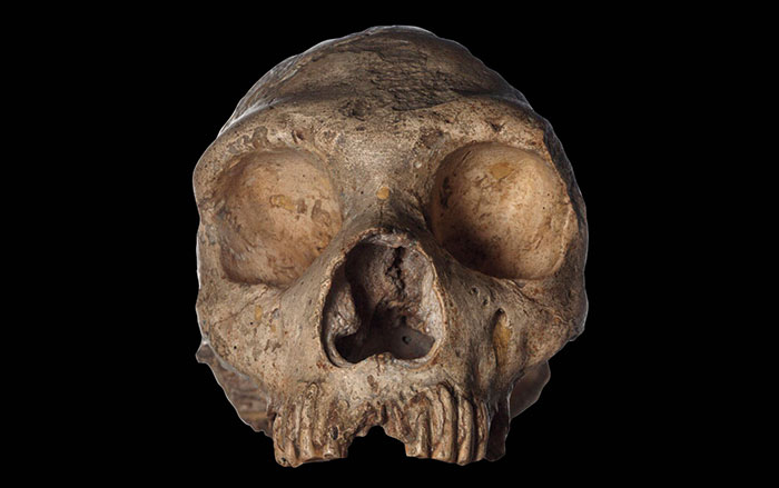 Did Early Humans Eat Bugs?