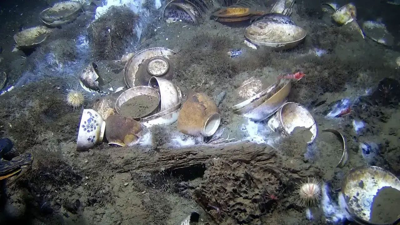 Porcelain in situ in the Skagerrak Strait, Norway