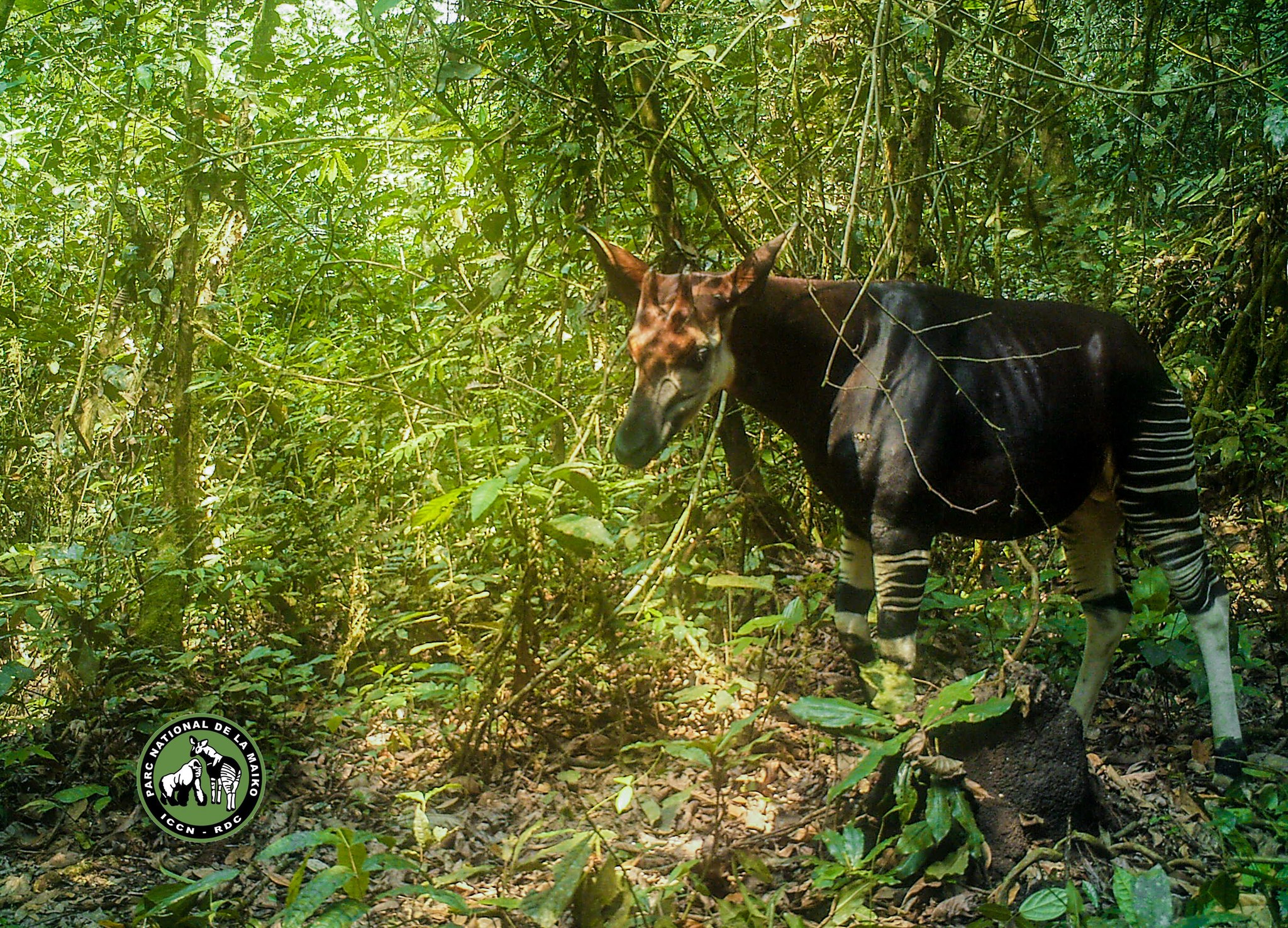 An okapi at Maiko National Park in the Democratic Republic of the Congo. Image of Maiko National Park courtesy of the park’s communications department.