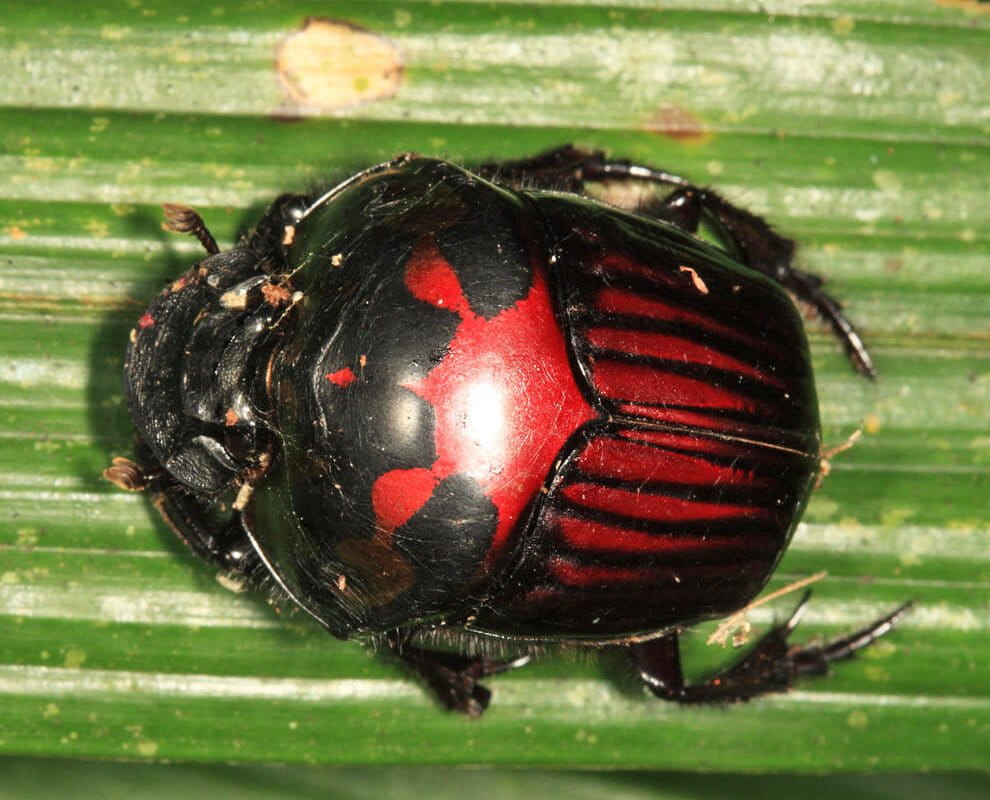 Gold mining damages dung beetle communities in the Amazon, study finds