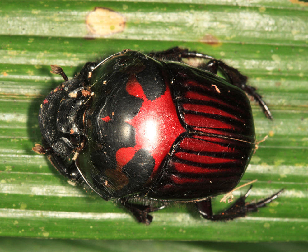 Gold mining damages dung beetle communities in the Amazon, study finds