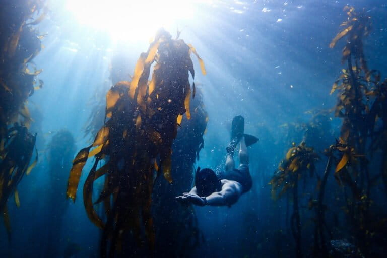 Chránené morské oblasti už pokrývajú 10 % oceánov. K cieľu na rok 2030 však stále chýba veľký kus