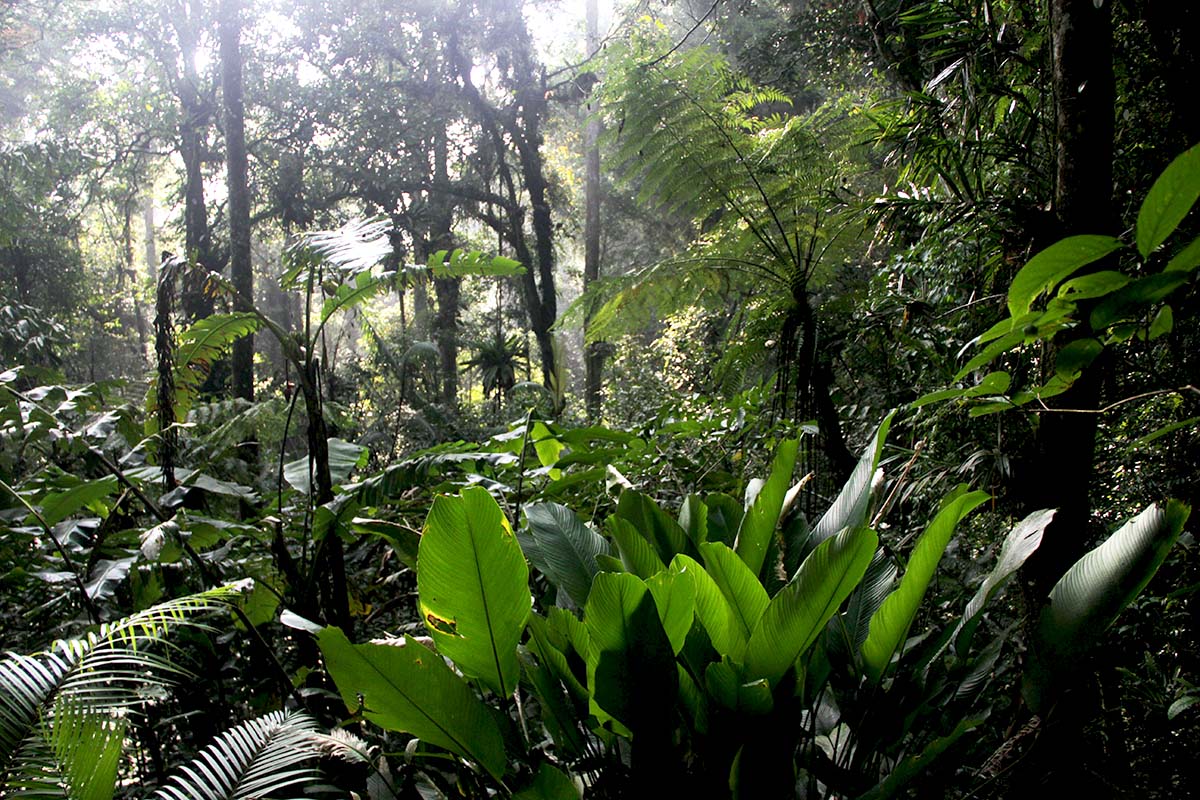 A variety of foliage from the TNGHS forest area used as ecoprinting materials. Photo: Falahi Mubarok/Mongabay Indonesia