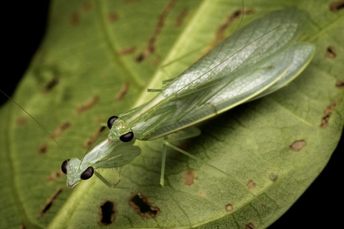 Three new ‘planking’ praying mantis species found in Australia and Papua New Guinea