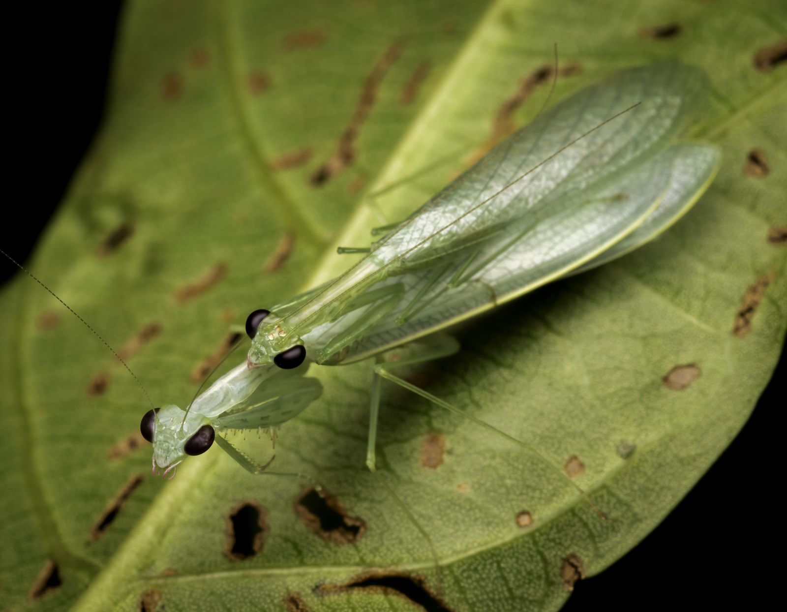 Three new ‘planking’ praying mantis species found in Australia and Papua New Guinea
