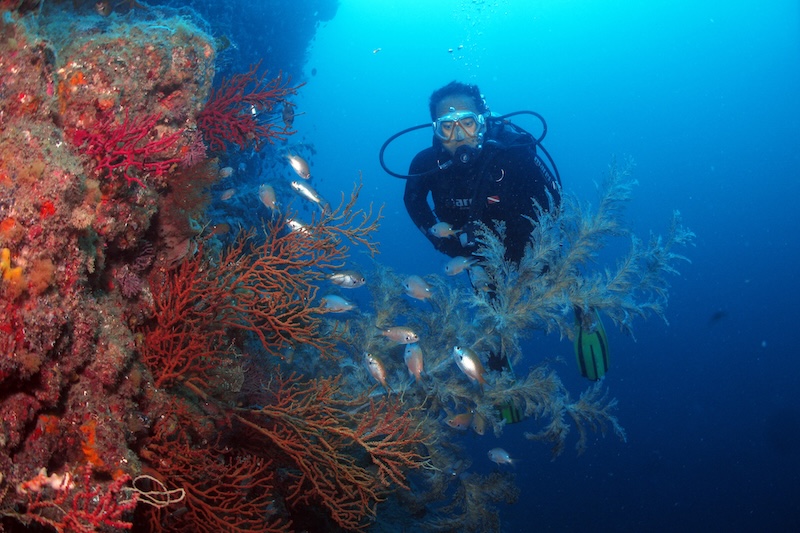 Scuba diver in the waters of Jeju Island in South Korea