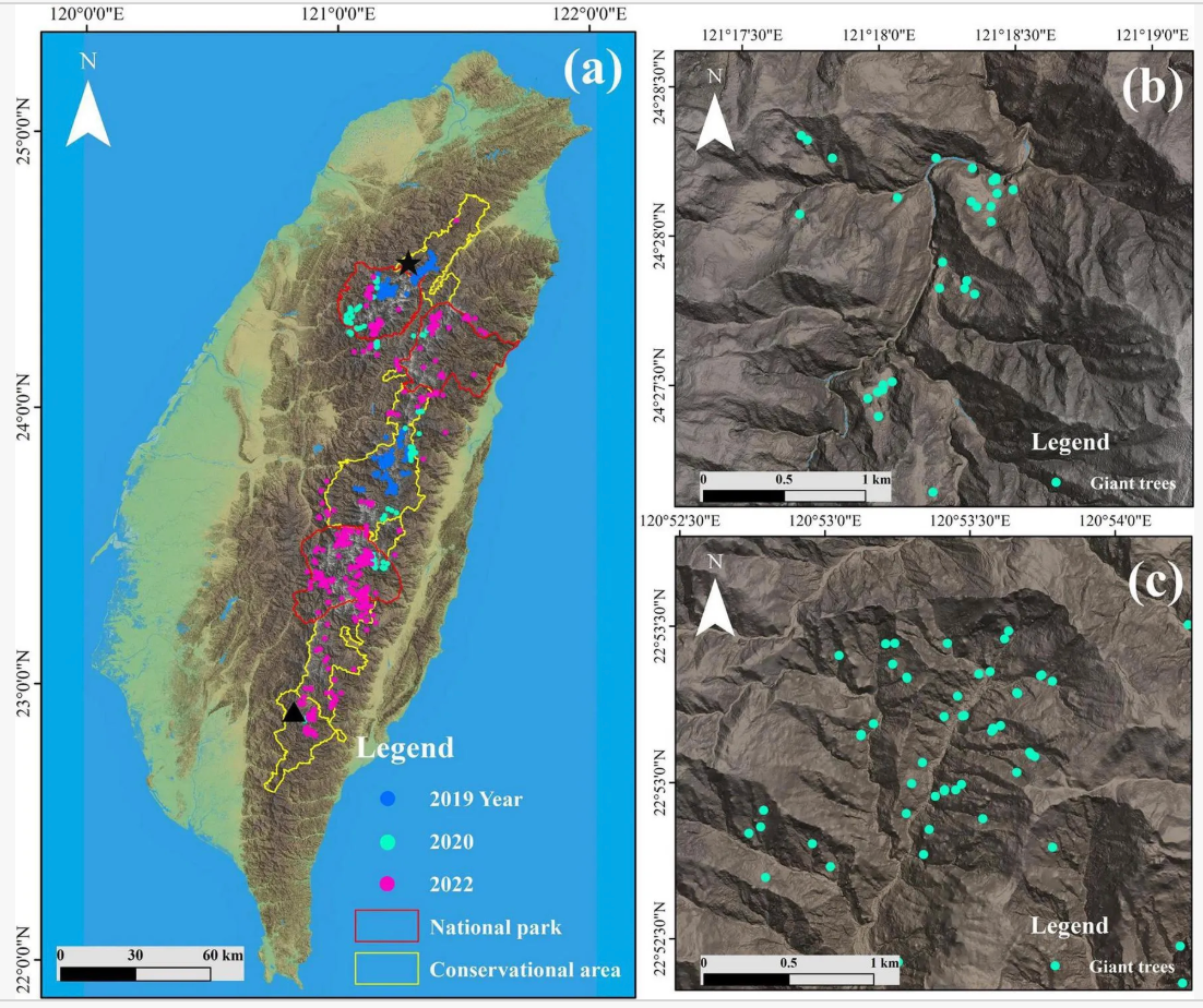 Taiwan’s tallest tree found with help of citizen science