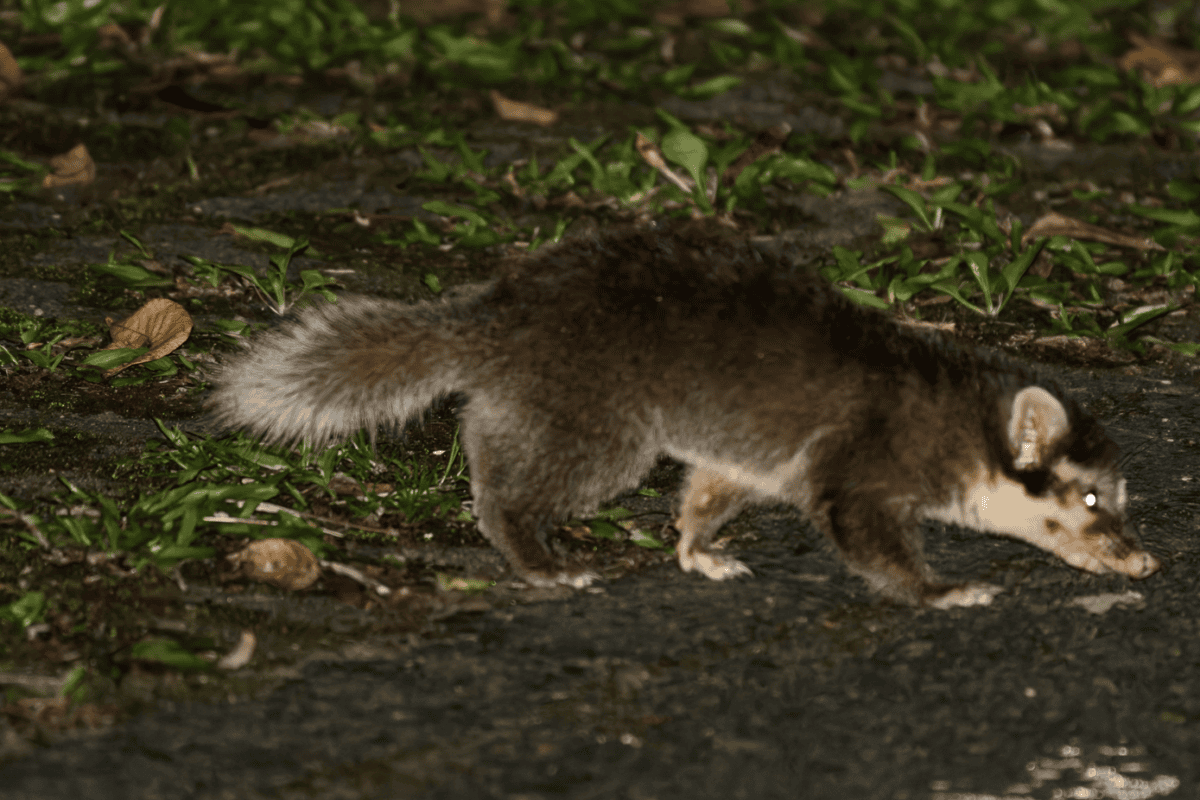 Bornean ferret badger only lives in Borneo. Could it be a conservation symbol?